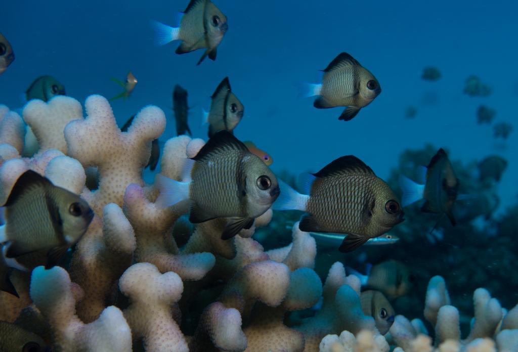 Captain Cook Cruises Fiji Denarau Island エクステリア 写真